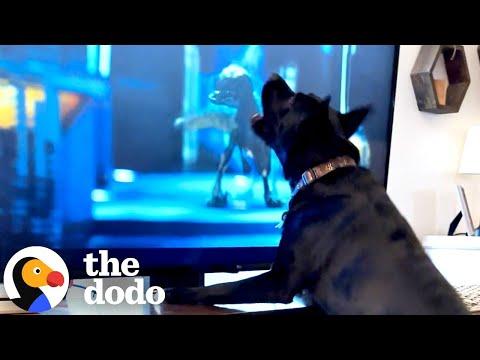 Dog Loves Watching TV — And Has A Favorite Movie Too #Video