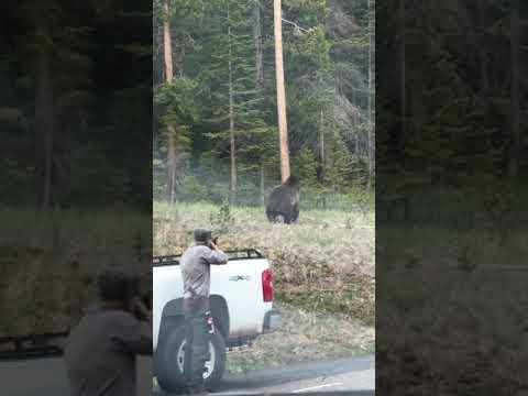 Grizzly bear charges park ranger at Yellowstone Wyoming #Video