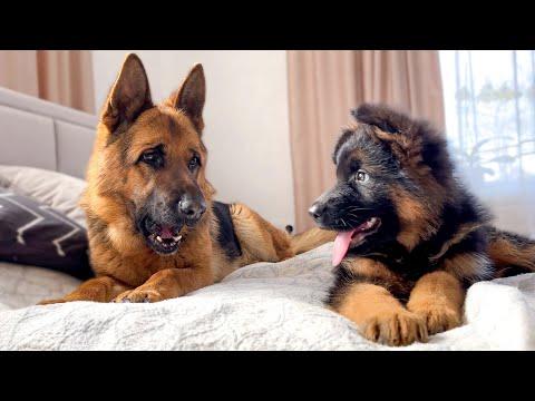 German Shepherd Confused by Meeting with German Shepherd Puppy #Video
