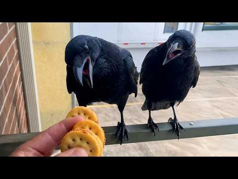 Hilarious CROWS Can't Help Being Dramatic! #Video