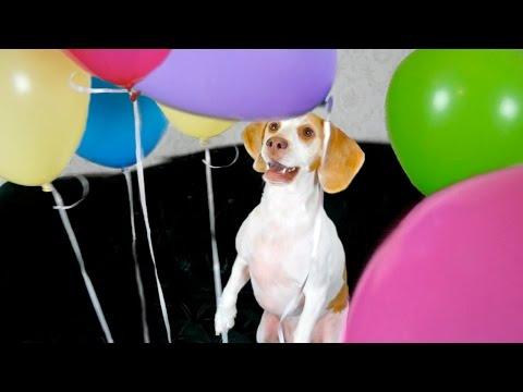 Dog Surprised With Balloons: Cute Dog Maymo