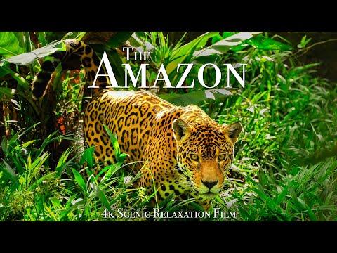 Animals Of The Amaz0n 4K - Scenic Wildlife Film With Calming Music #Video