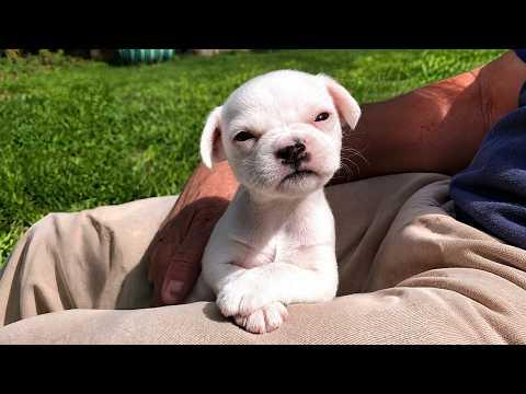 Funniest Puppies Can't Even Be Angry Without Being CUTE! #Video