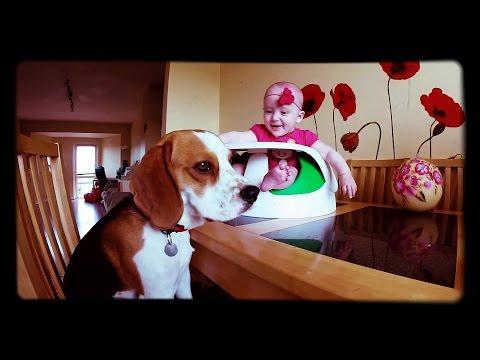 Charlie The Dog | Moments When Dog Makes My Baby Laugh