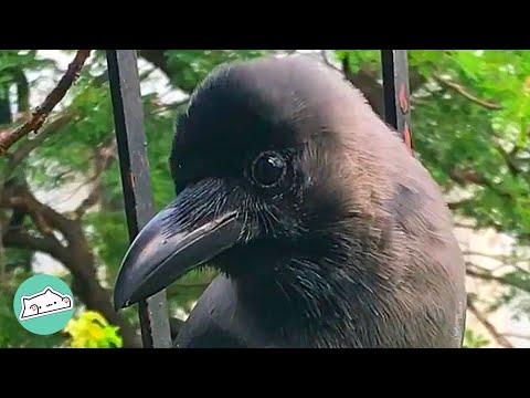 Woman Bonded With Crow Who Came to Window Every Day #Video
