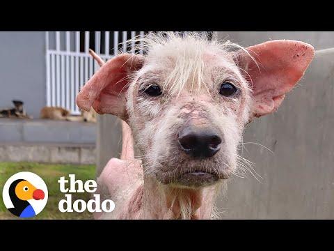 Hairless Street Dog Transforms Into Fluffiest Teddy Bear #Video