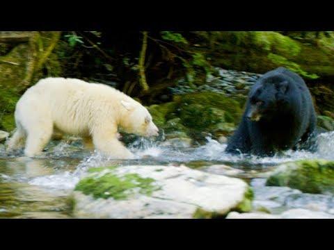 Mother Bear Protects Her Cubs From Bigger Black Bear | Natural World: Ghost Bear | BBC Earth
