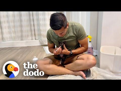 Fiance's Green Flag Is Fostering Rescue Kittens #Video