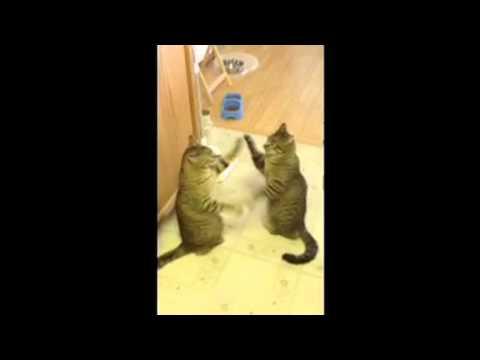 Two Cats Mirror Each Other