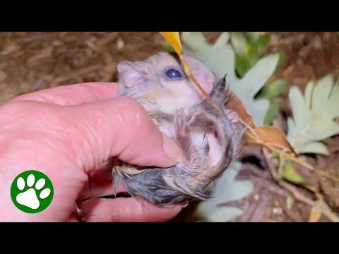 Woman finds baby animals on the ground #Video