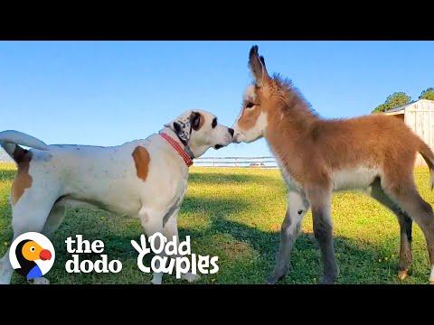Dog Becomes Obsessed With A Newborn Donkey #Video