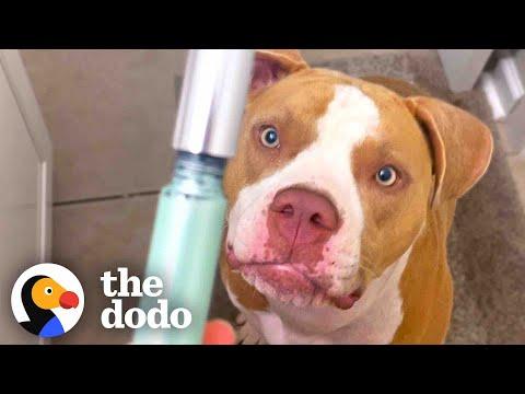 Pittie Begs For Makeup And Gives Herself Mud Masks #Video