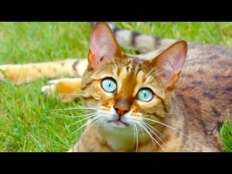 Top 5 Animal Superpowers! | BBC Earth