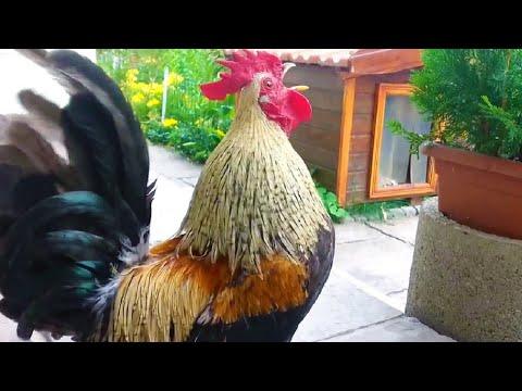 Roosters Crowing – Funny Laughing Rooster Videos – Funny Roosters Video