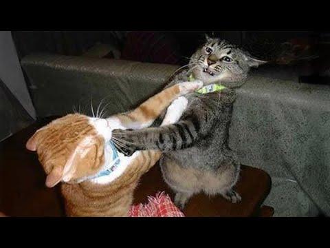 Cats behave naturally - Funny Cats Videos