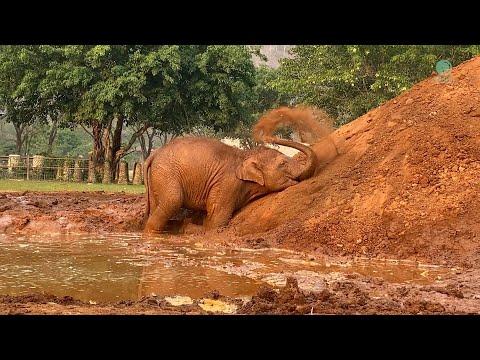 Happy 4th Birthday Baby Elephant SaNgae - ElephantNews #Video