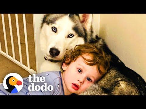 This Husky Sits By Her Baby Brothers Crib Every Day #Video