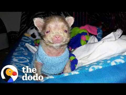 Tiny Little Nugget Turns Into A Puppy — And Then A Wild Man #Video