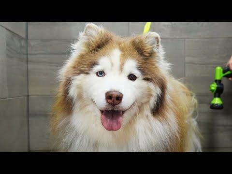 EXTREME Wooly Husky with an incredible transformation! #Video