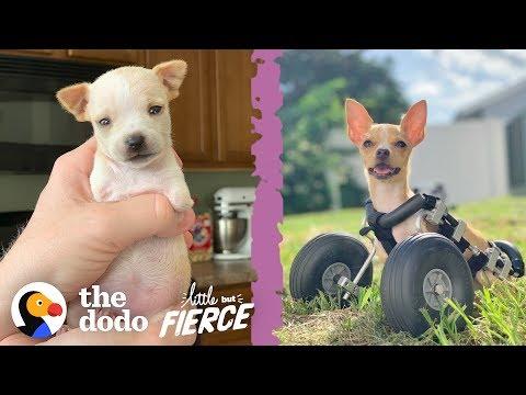 Teeniest 2-Legged Puppy Is A Christmas Miracle | The Dodo Little But Fierce
