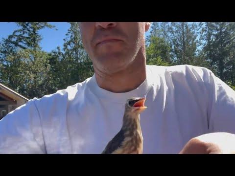 Guy raises rescue bird in amazing way #Video