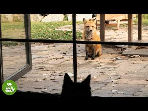 Our Heartbroken Dog Befriended A Wild Fox - Then Showed Up On Our Porch One Morning #Video