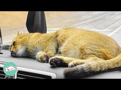 Cat Joins Truck Driver Working Across Europe. Just Chills by Windshield #Video