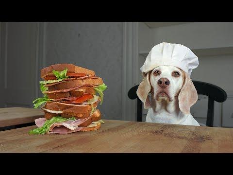 Dog Makes Sandwiches & Cinnamon Rolls: Funny Dog Maymo
