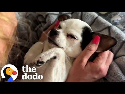 Senior Chihuahua Decides Her Parents' Sleeping Patterns #Video