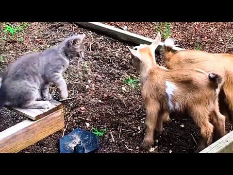 Stray Kitten Walks Into A Farm And Decides To Move In With A Couple Of Twin Goats #Video