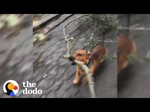 Dog Is Very Good At Big Sticks | The Dodo