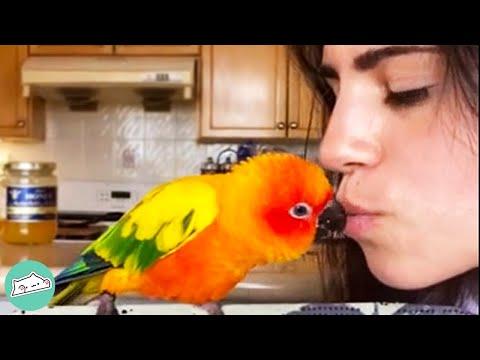 Parrots Are Glued To Woman And Shower Her With Kisses #Video