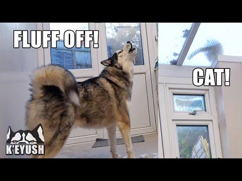 Husky Keeps TALKING To The CAT On The ROOF Video!