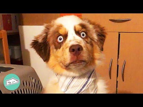 Everyone Thinks This Dog Is Blind, But He Is Just Confused #video
