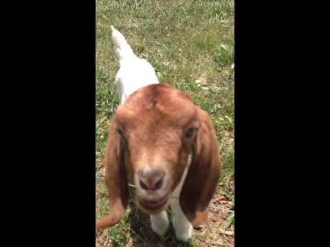 Baby Goat Says What What