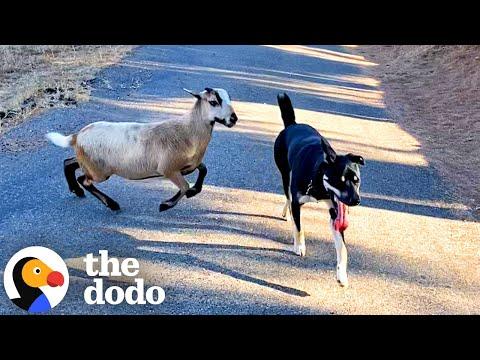 Sheep Knows His Dog Best Friend's Name #Video