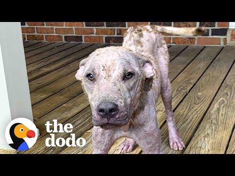 Pittie Whose Fur Almost Turned To Stone Looks Competely Different Now #Video