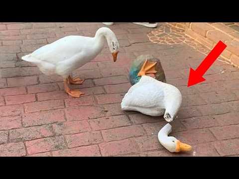 You Have to See These Hilarious Animals! #Video