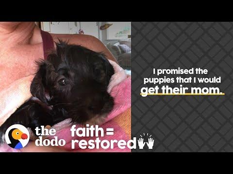 Woman Is Determined To Reunite Stray Dog With Her Puppies | The Dodo Faith = Restored