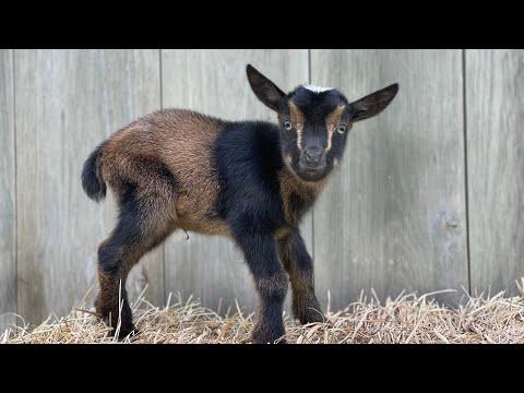 Need a lift? Goat playtime! #Video