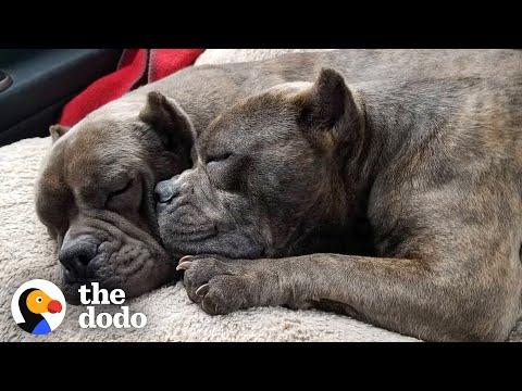 Bonded Pit Bulls Travel Across The World To Meet Their Dad #Video