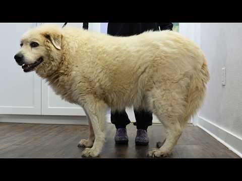 Dirty old farm dog gets the transformation of a LIFETIME #Video