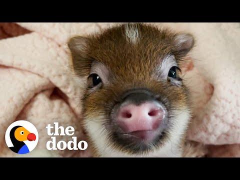 This Pig Makes The Funniest Noise When His Foster Stops Kissing Him #Video