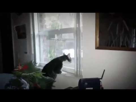Cats Fight Through Window