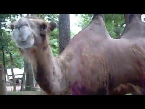 Camel Eats Bucket