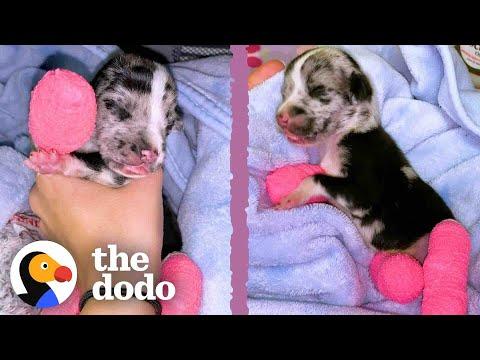 Tiniest Puppy Grows Up To Be HUGE #Video