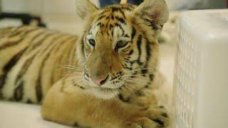 Tiger On The Loose! | The Vet Life: Extreme Animal Encounters