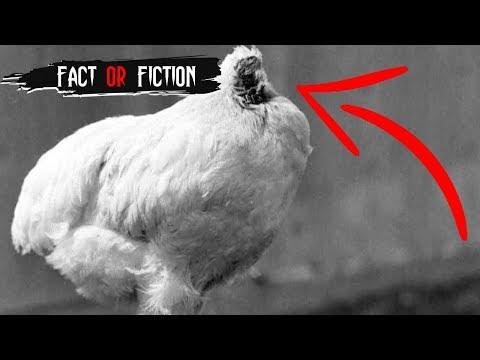 Headless Chicken Lives For 18 Months - Fact or Fiction?
