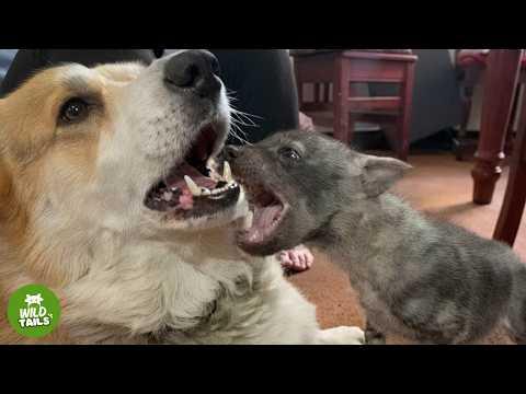 Rescued Hyena Pup Chews Boots & Plays With Dogs All Day Long #Video