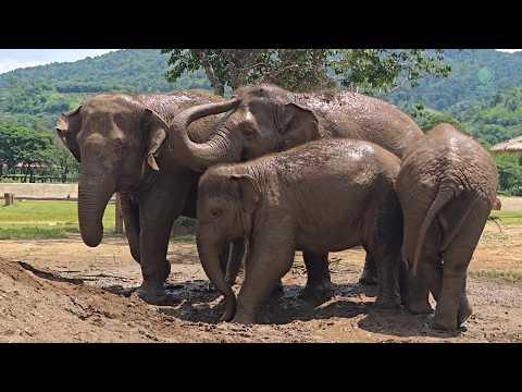Muddy Fun After the Rain with Pyi Mai, Chaba, and Faa Mai - ElephantNews #Video